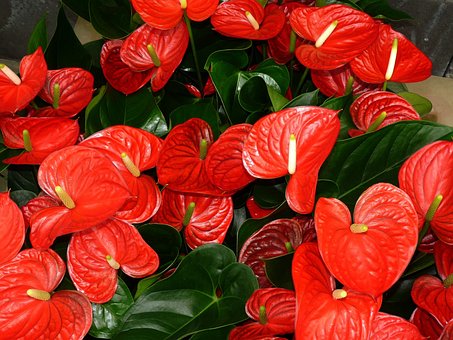 Scientific Anthurium, Si Pucuk Merah yang Indah untuk Dekorasi Rumah dan Taman